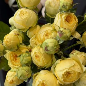 Róża gałązkowa żółta