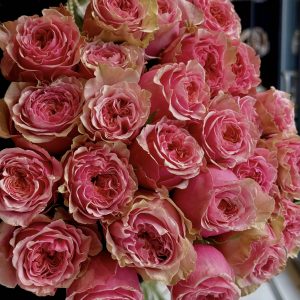 Róża Pink Expression