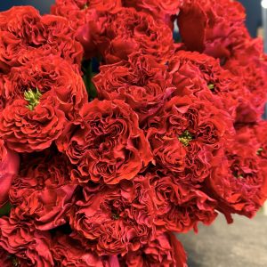 Czerwona róża Red eye