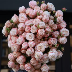 Róża Bombastic róż