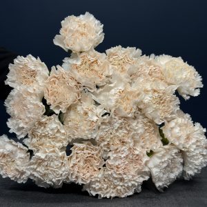 Dianthus w kolorze mlecznym